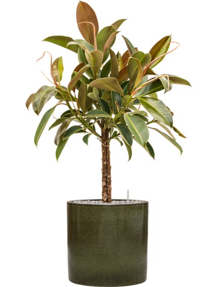 Ficus elastica 'Melany' in Cylinder R30cm V98cm