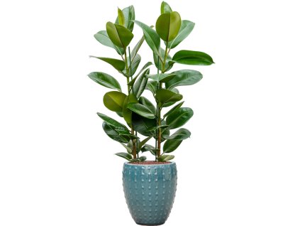 Ficus elastica 'Robusta' in Laos Mini R30cm V123cm