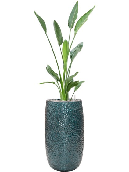 Strelitzia reginae in Marly R36cm V149cm