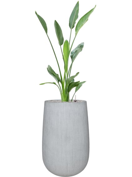 Strelitzia reginae in Ridged Vertically R44cm V152cm