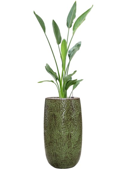 Strelitzia reginae in Marly R36cm V150cm