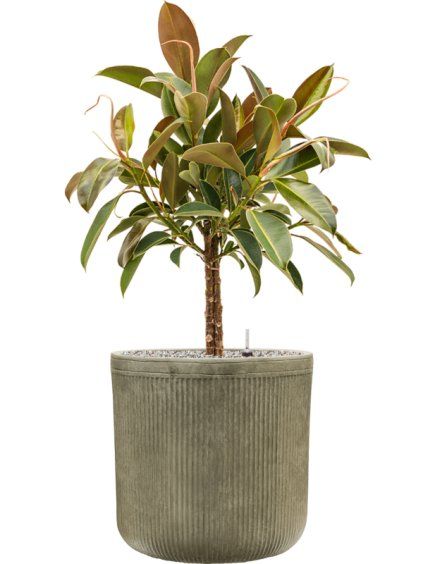 Ficus elastica 'Melany' in Baq Vertical Rib R40cm V108cm