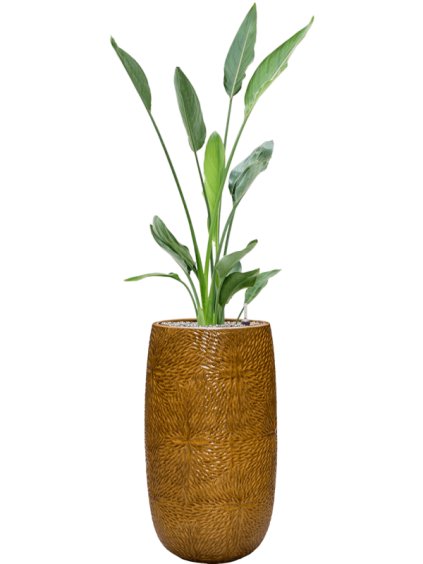 Strelitzia reginae in Marly R36cm V149cm