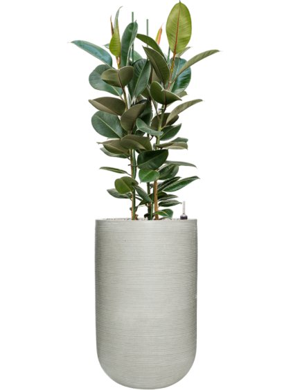 Ficus elastica 'Robusta' in Ridged Horizontally R30cm V160cm