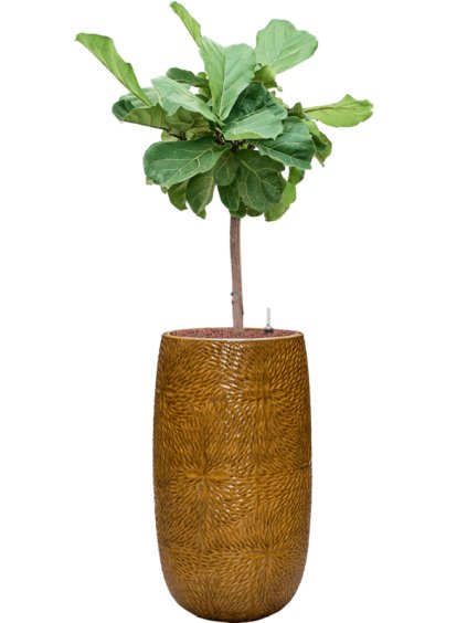 Ficus lyrata in Marly R36cm V140cm