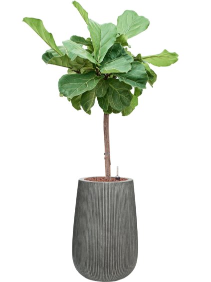 Ficus lyrata in Ridged Vertically R29cm V120cm