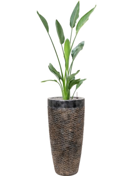 Strelitzia reginae in Baq Luxe Lite Universe Layer R33cm V155cm