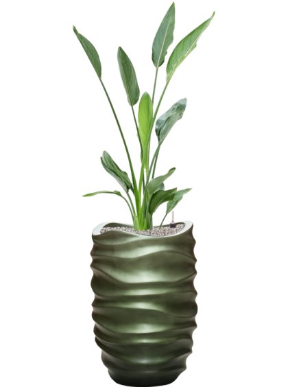 Strelitzia reginae in Baq Gradient Lee R40cm V144cm