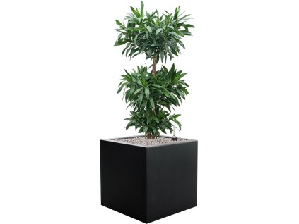 Pleomele (Dracaena) reflexa in Argento V100cm