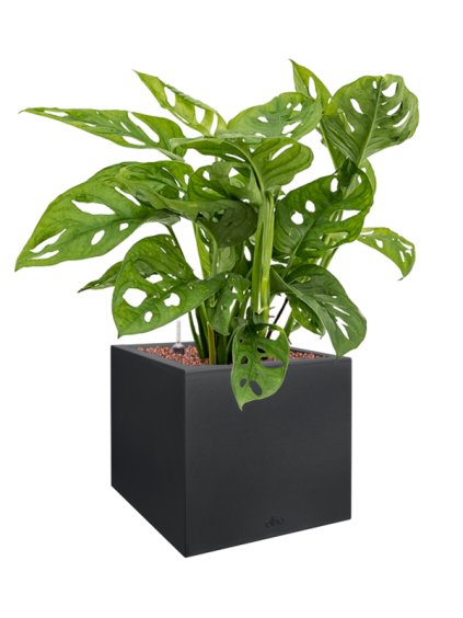 Monstera obliqua in Vivo Next V58cm