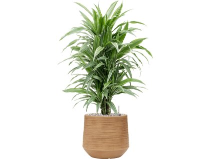 Dracaena deremensis 'Warneckei' in Baq Dune R24cm V90cm