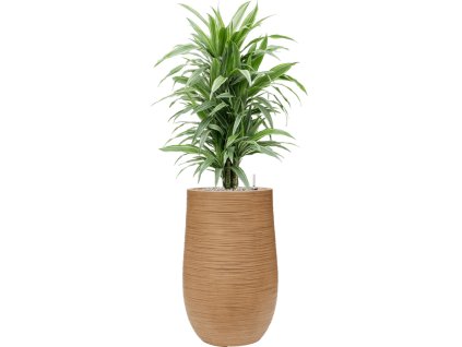 Dracaena deremensis 'Warneckei' in Baq Dune R24cm V119cm