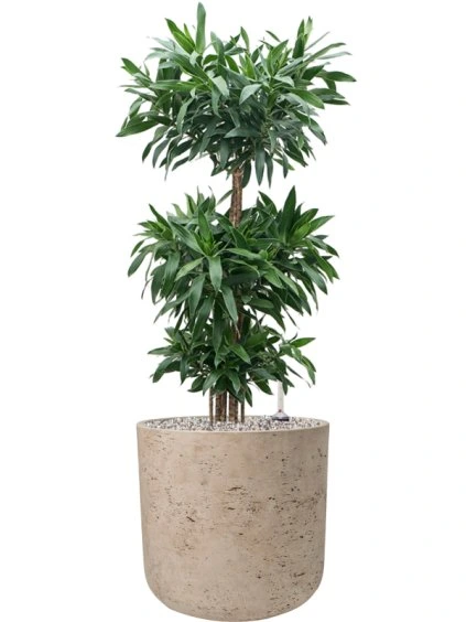 Pleomele (Dracaena) reflexa in Rough R32cm V93cm