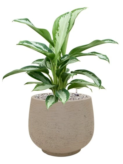 Aglaonema 'Silver Moon' in Rough R31cm V60cm