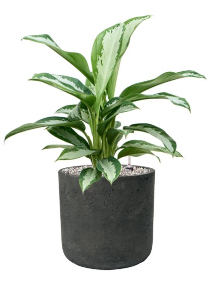 Aglaonema 'Silver Moon' in Rough R24cm V59cm