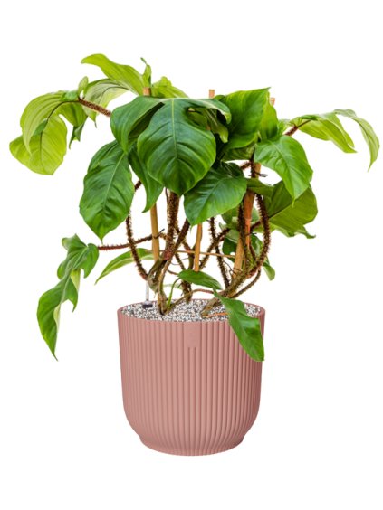 Philodendron squamiferum in Vibes Fold R25cm V59cm