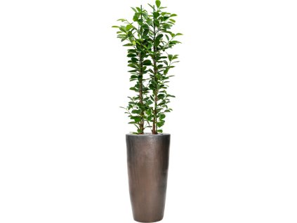 Ficus microcarpa 'Moclame' in Plain R22cm V174cm