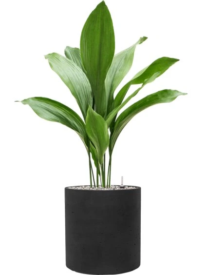 Aspidistra elatior in Rough R30cm V92cm