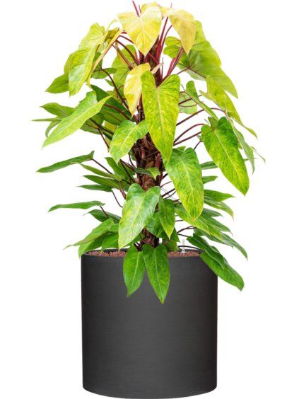 Philodendron 'Painted lady' in Refined R22cm V129cm