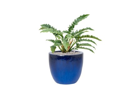 Philodendron 'Narrow' in Plain R39cm V69cm