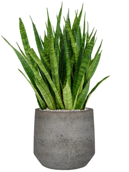 Sansevieria kirkii in Cement & Stone R21cm V76cm