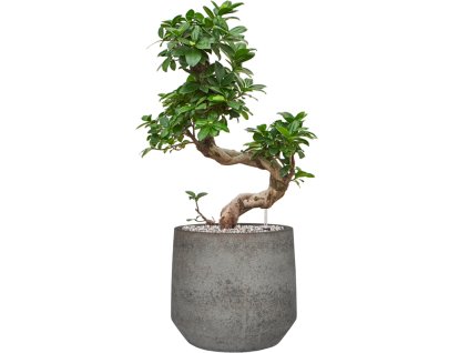 Ficus microcarpa 'Compacta' in Cement & Stone R32cm V76cm