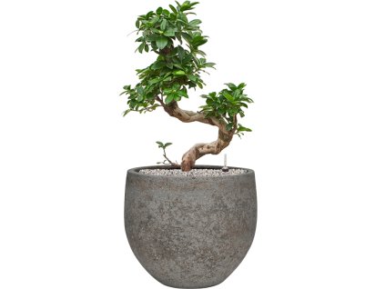 Ficus microcarpa 'Compacta' in Cement & Stone R30cm V84cm