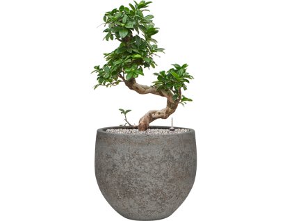 Ficus microcarpa 'Compacta' in Cement & Stone R30cm V84cm