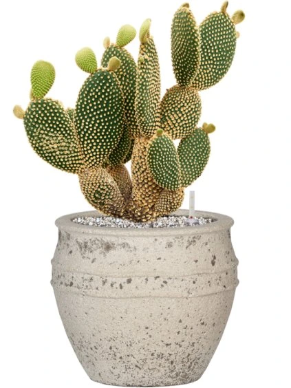 Opuntia microdasys in Mediterranean R28.5 V51cm