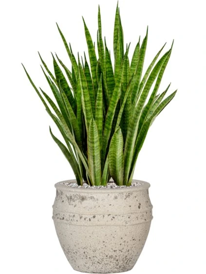Sansevieria kirkii in Mediterranean R28.5 V68cm