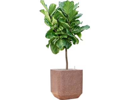 Ficus lyrata in Baq Terrazzo V146cm