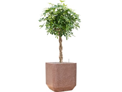 Schefflera arboricola 'Gold Capella' in Baq Terrazzo R30cm V140cm