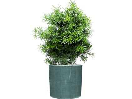 Podocarpus macrophyllus in Plain Striped R36cm V102cm