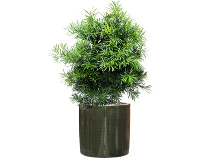 Podocarpus macrophyllus in Plain Striped R36cm V101cm