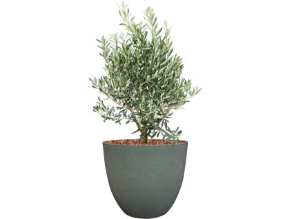 Olea europaea in Artstone R28cm V79cm