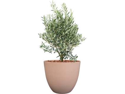 Olea europaea in Artstone R28cm V79cm