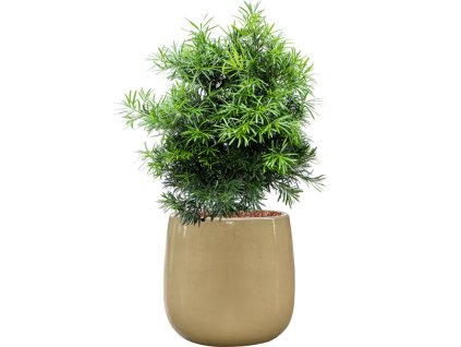 Podocarpus macrophyllus in Balloon R43cm V108cm