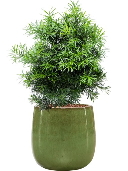 Podocarpus macrophyllus in Balloon R43cm V108cm