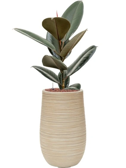 Ficus elastica 'Abidjan' in Baq Dune R25cm V84cm