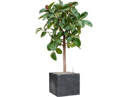 Ficus elastica 'Robusta' in Baq Raindrop V172cm