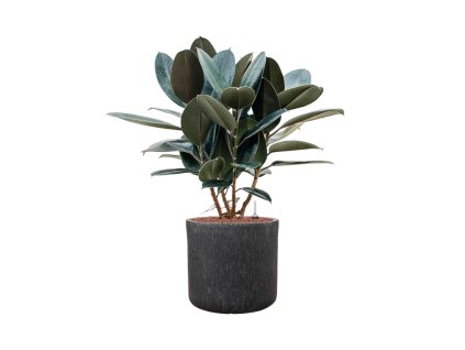 Ficus elastica 'Abidjan' in Baq Raindrop R34cm V92cm