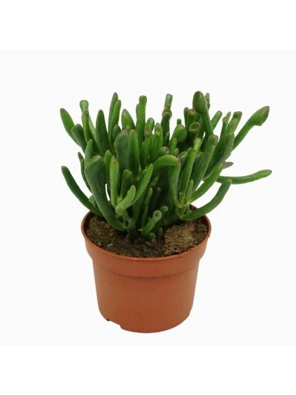 Crassula ovata 'Gollum' V20cm