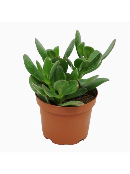 Crassula ovata V20cm