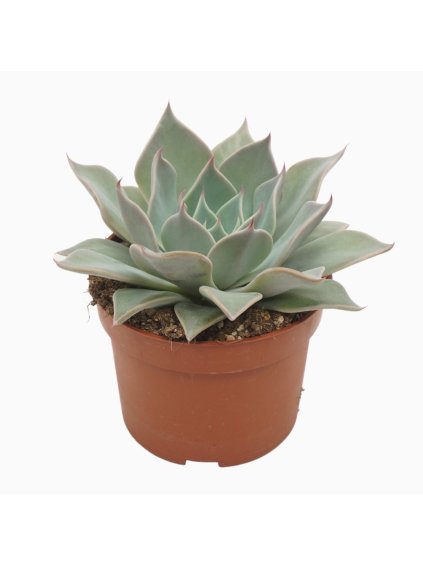 Echeveria aquila V14cm
