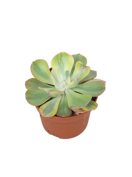 Echeveria blue waves variegata V14cm