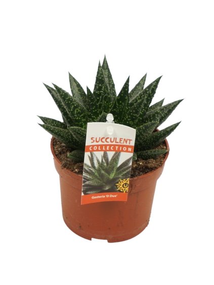 Gasteria d'due V15cm