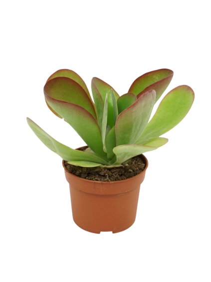 Kalanchoe thyrsiflora Red Lips V17cm