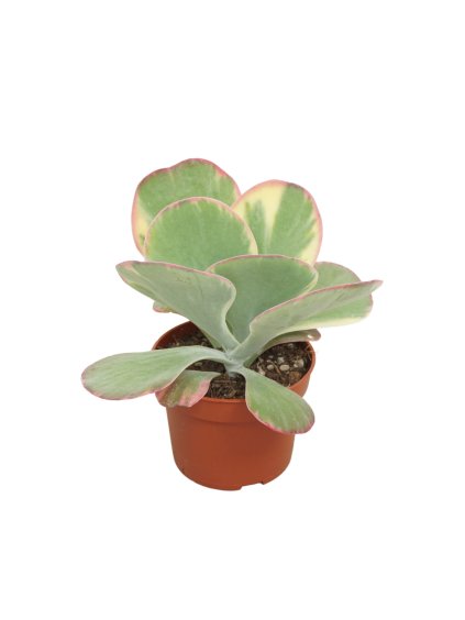 Kalanchoe thyrsiflora Red Lips V17cm