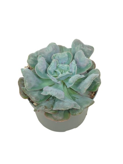 Echeveria blue heart V15cm
