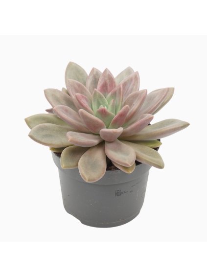 Succulenten overig R13cm V17cm